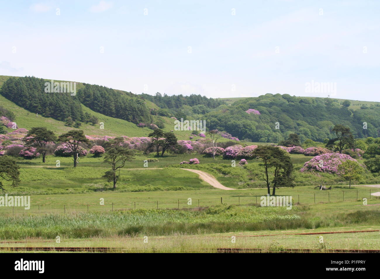 Rolling Meadows entro Margam country park, port talbot newar Swansea Foto Stock