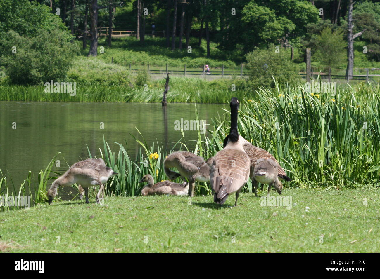 Camminando tra alcuni bellissimi laghi a margam park con così tante le anatre e le oche con i loro bimbi Foto Stock