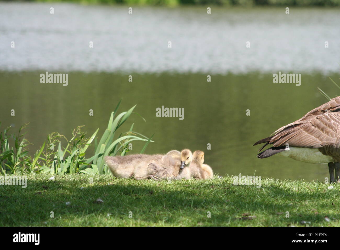 Camminando tra alcuni bellissimi laghi a margam park con così tante le anatre e le oche con i loro bimbi Foto Stock