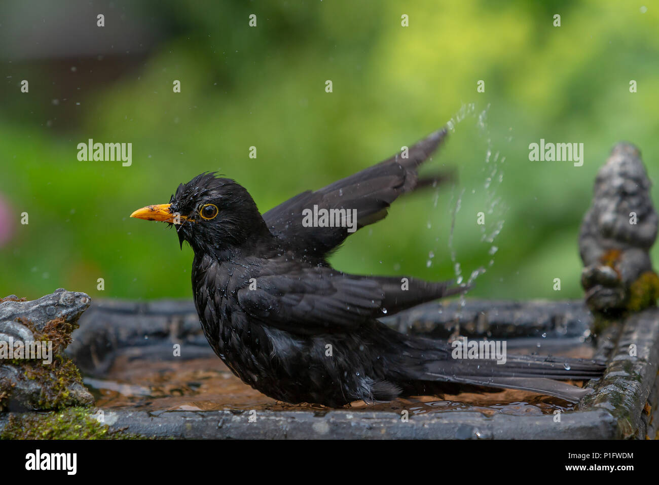 11 Giugno 2018 - Maschio blackbird gode dell'acqua fresca di una famiglia giardino Bagno uccelli e ha una vasca da bagno caldo e soleggiato Foto Stock