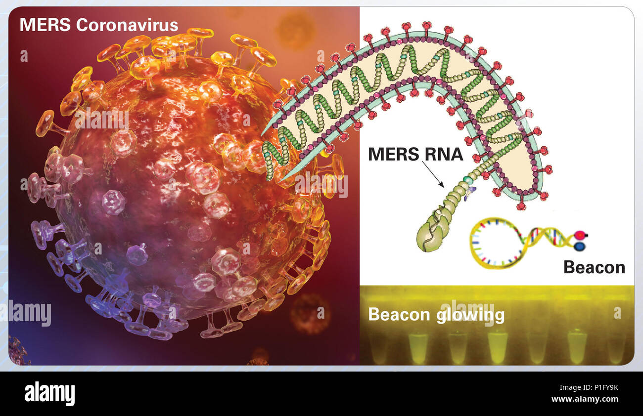 Una vista schematica che mostra il segnale fluorescente ottenuto da RNA del coronavirus meri utilizzando DTRA-sviluppato una tecnologia che combina il punto-ofsampling amplificazione del RNA e un faro di segnalazione fatta di riprogettato di acido nucleico. Le figure la cortesia del dottor Steven Benner, FfAME. Foto Stock