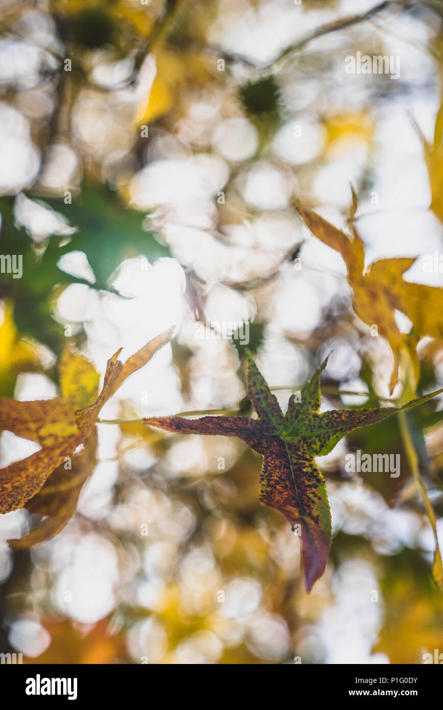 Primo piano di colorati caduta foglie su un albero Foto Stock