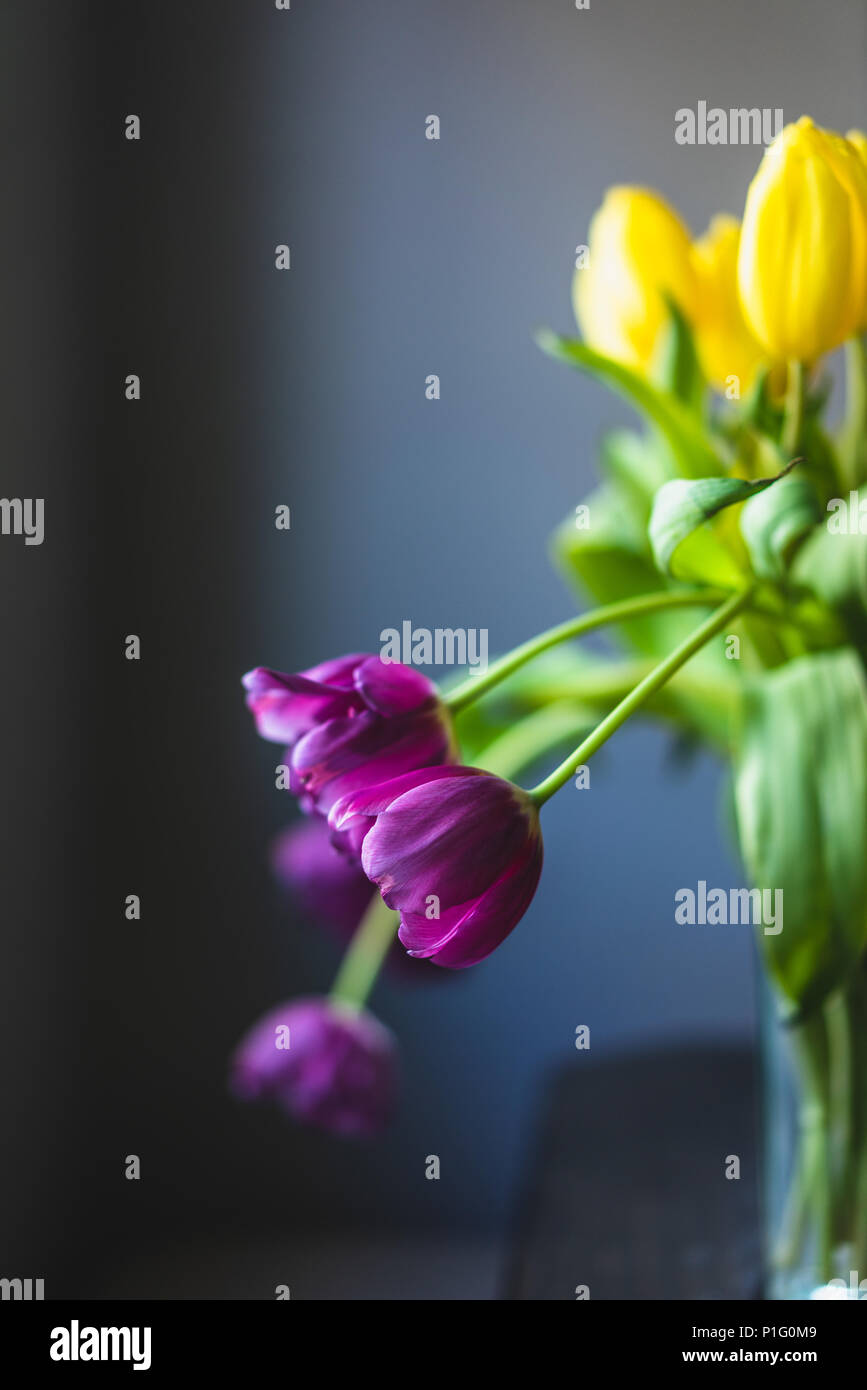 Giallo e viola i tulipani su sfondo grigio Foto Stock