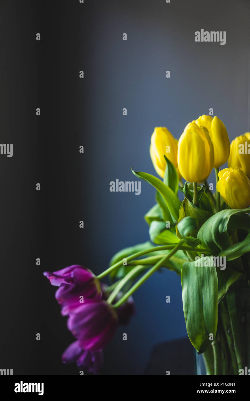 Giallo e viola i tulipani su sfondo grigio Foto Stock