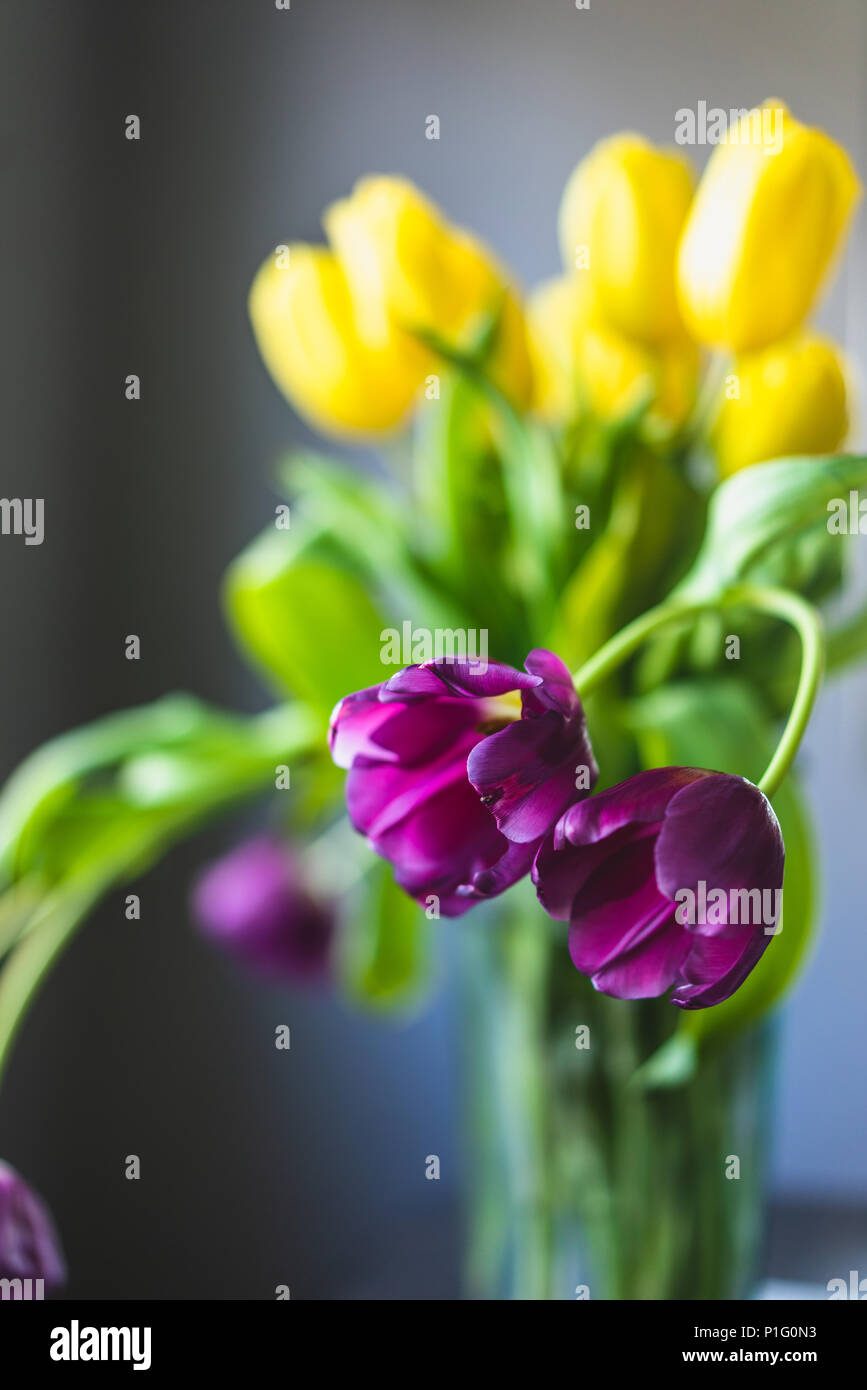 Giallo e viola i tulipani su sfondo grigio Foto Stock