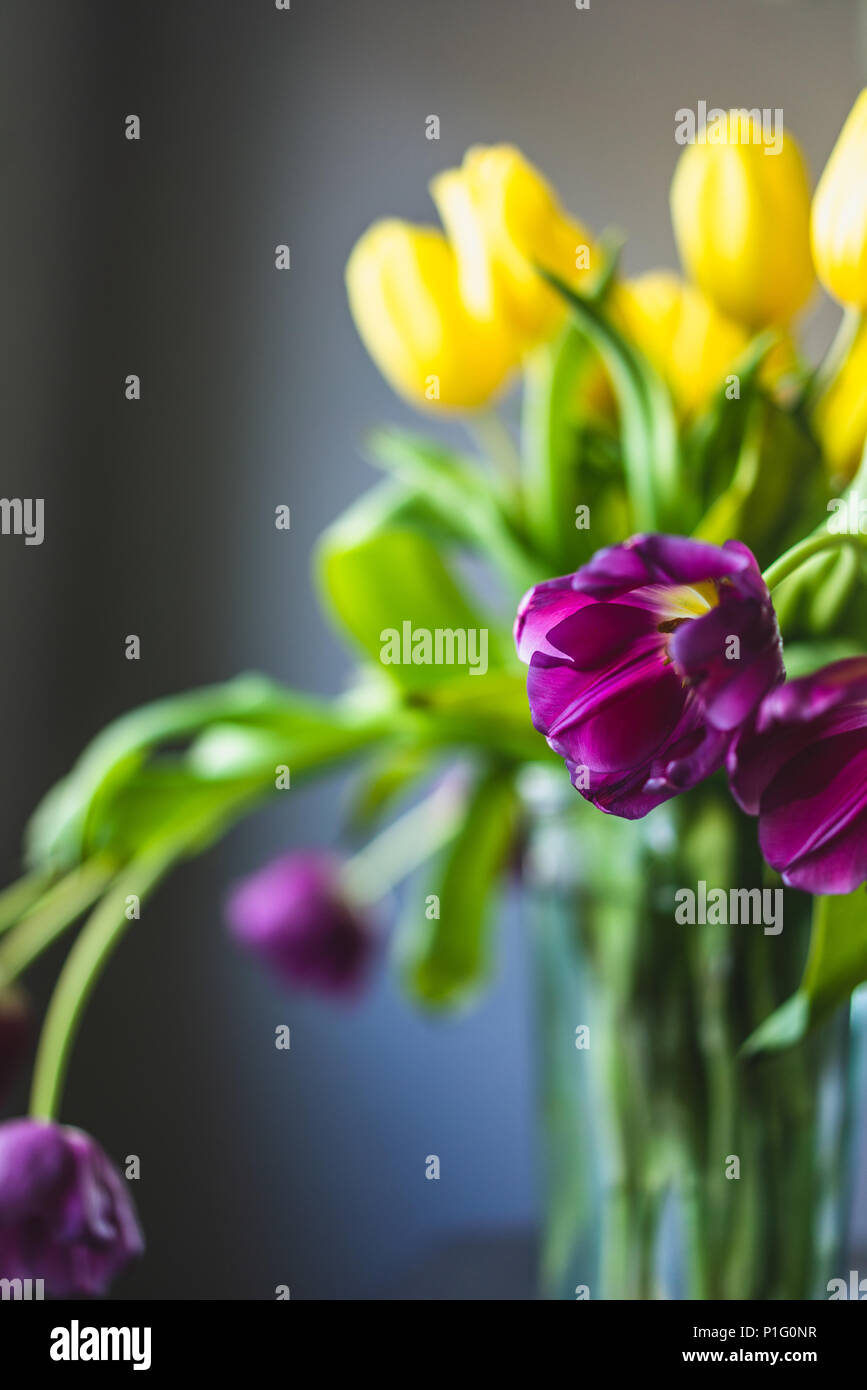 Giallo e viola i tulipani su sfondo grigio Foto Stock