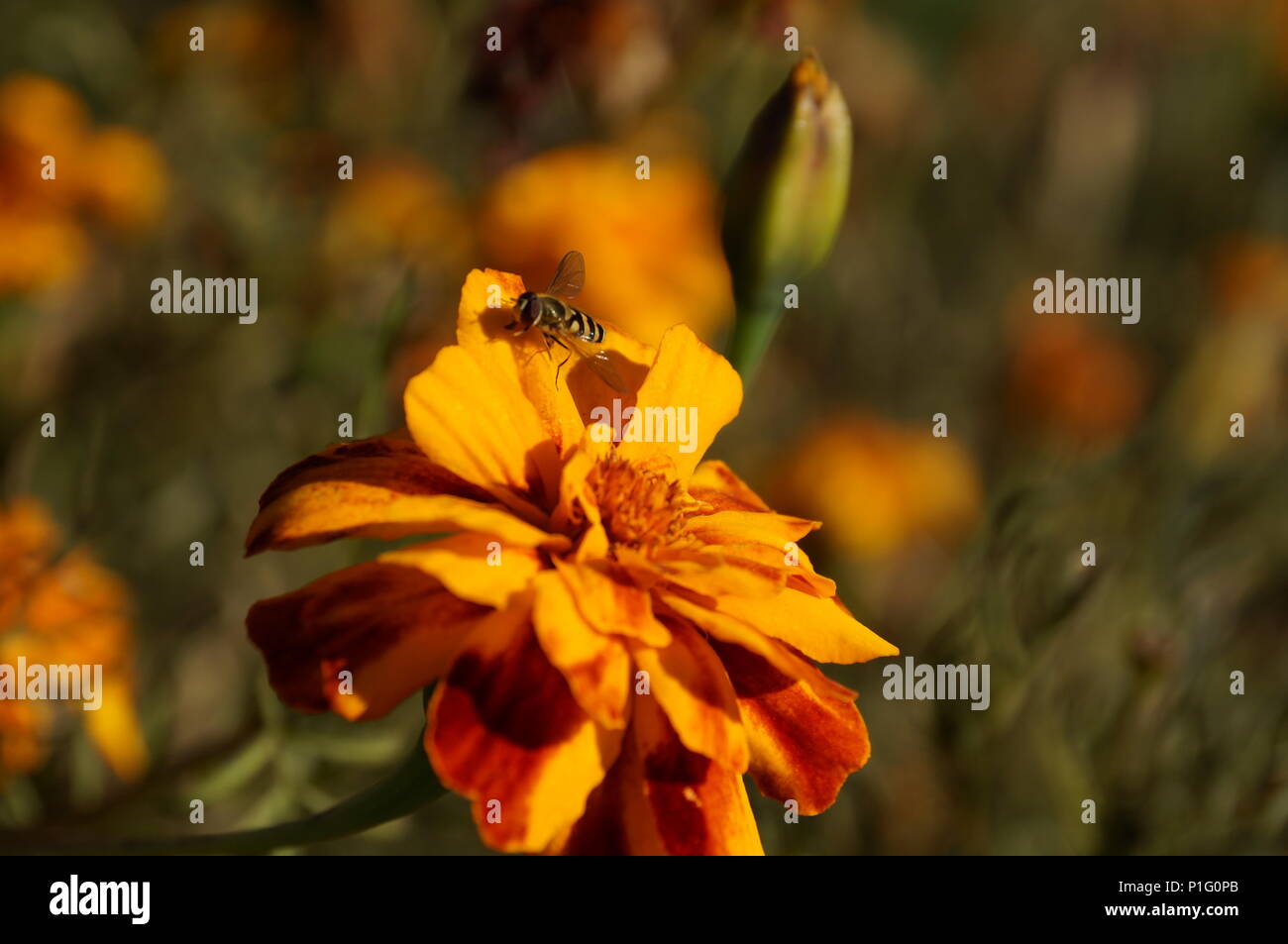 Autunno still life Foto Stock