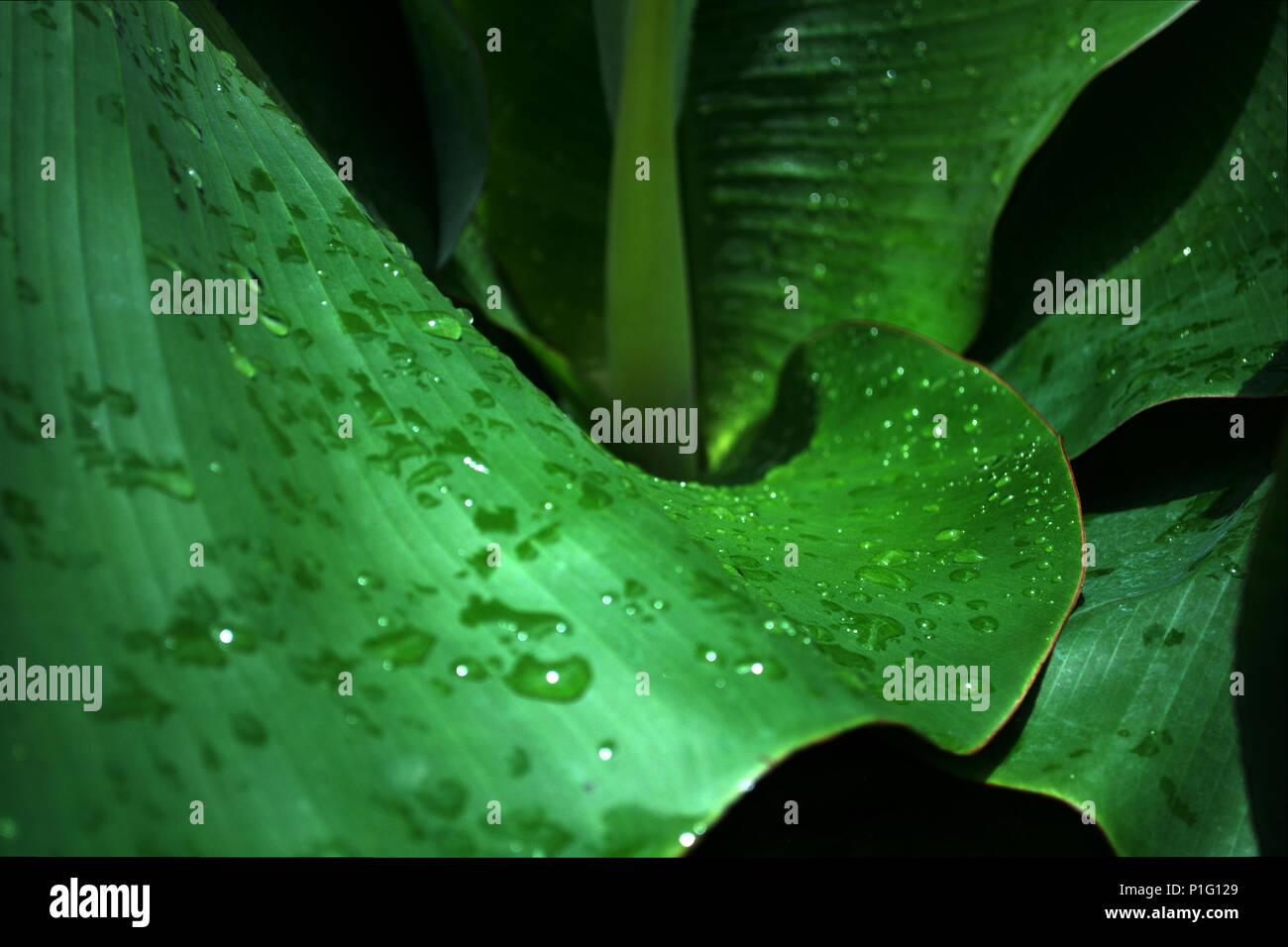 Foglie di banano Foto Stock