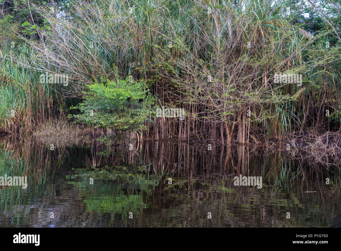 Riflessioni nelle calme acque del El Dorado CaÃ±0, Superiore Amazzonia, Loreto, Perù Foto Stock