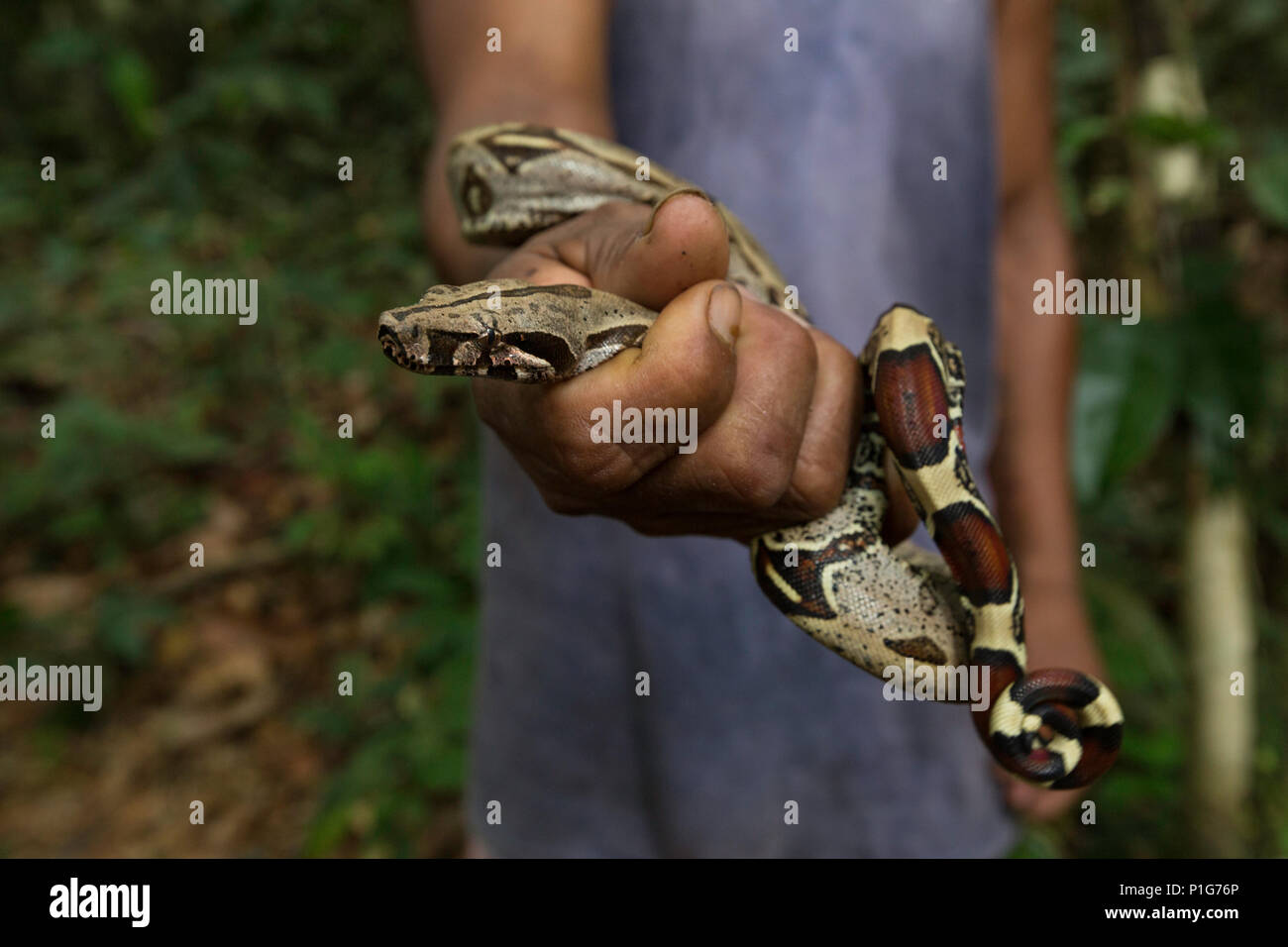 Guida locale con un rosso-tailed Boa constrictor, Boa Constrictor constrictor, atterraggio casual, Loreto, Perù Foto Stock