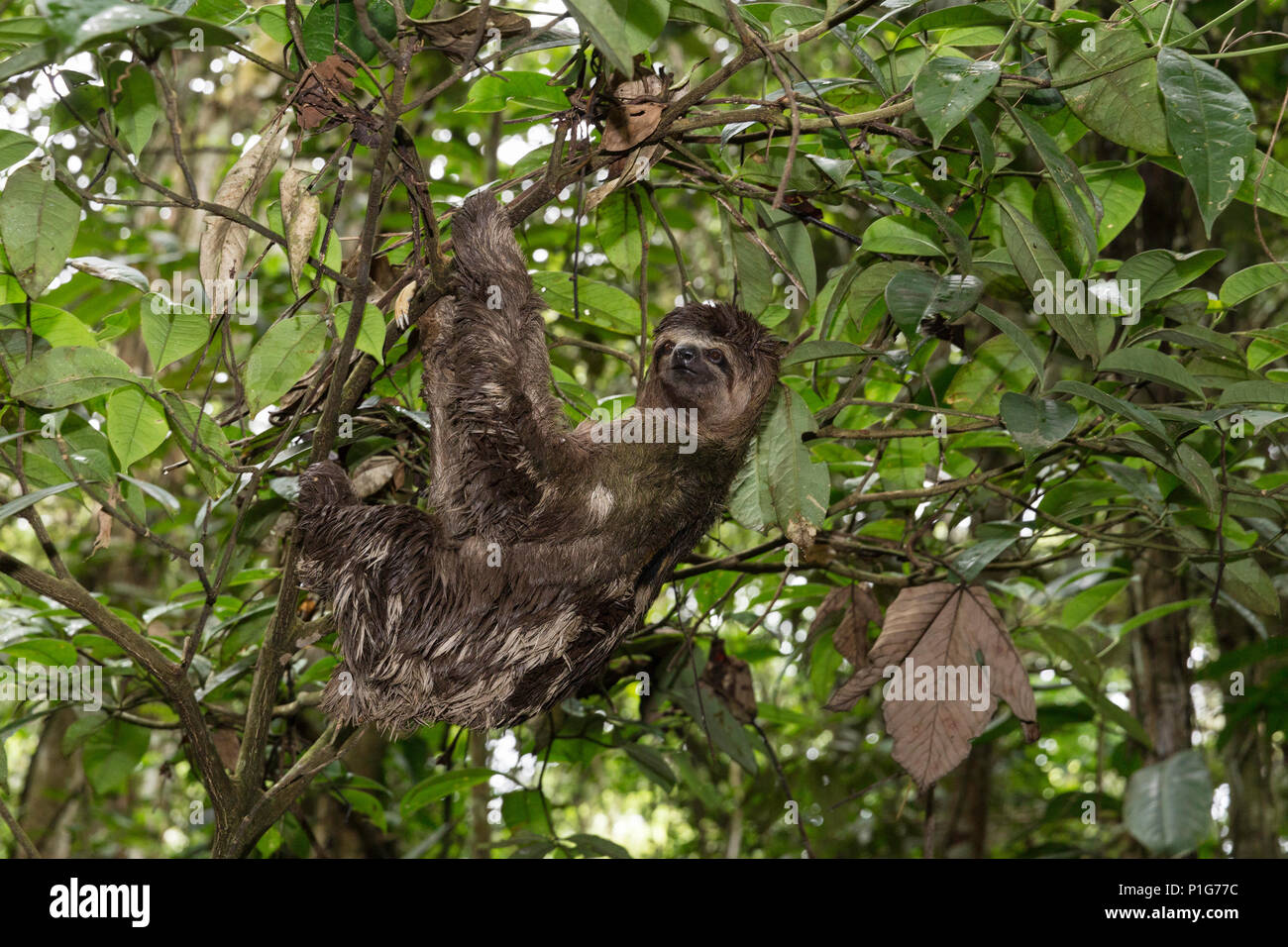 Un selvaggio marrone-throated sloth, Bradypus variegatus, atterraggio casual, Superiore Amazzonia, Loreto, Perù Foto Stock