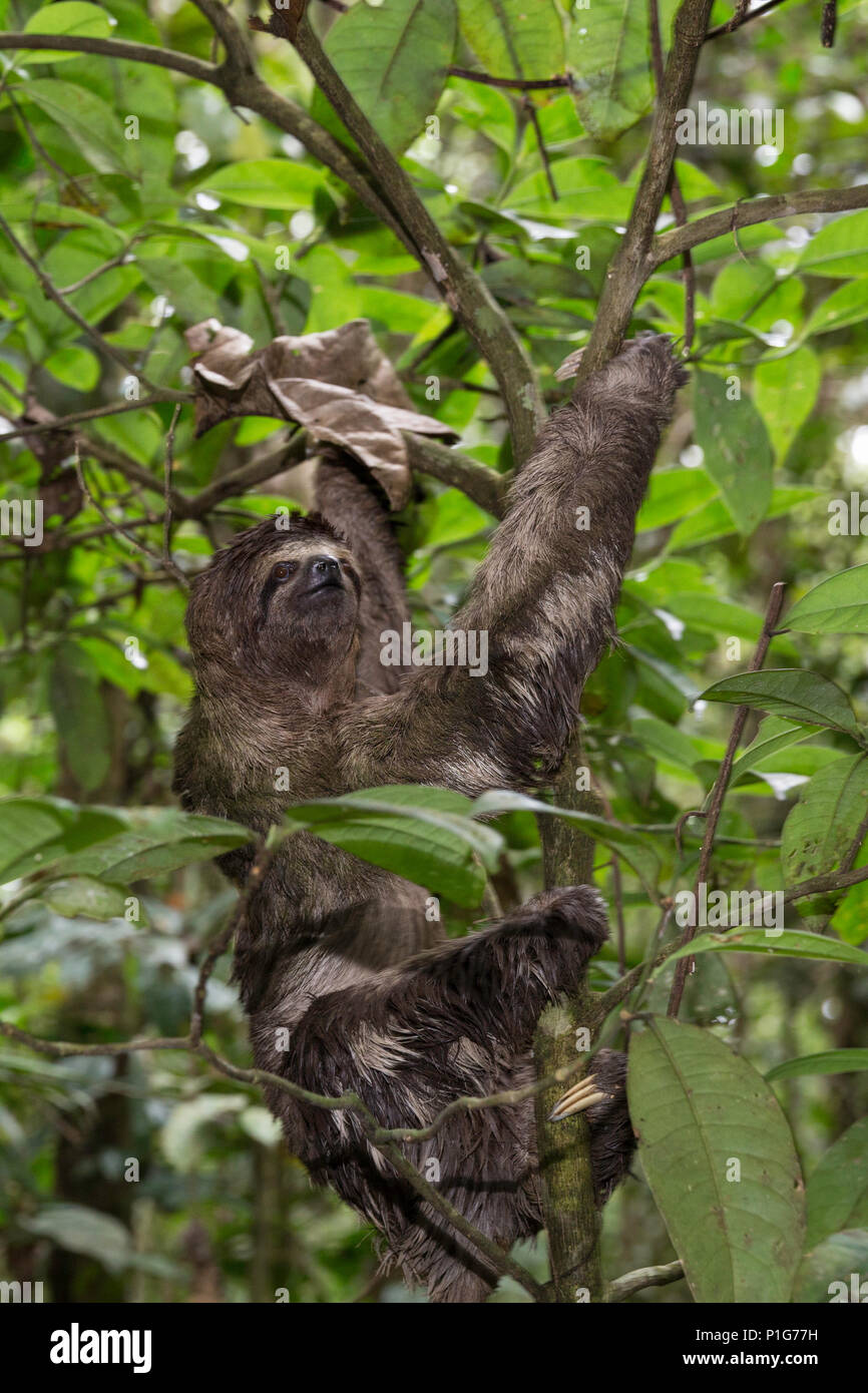 Un selvaggio marrone-throated sloth, Bradypus variegatus, atterraggio casual, Superiore Amazzonia, Loreto, Perù Foto Stock