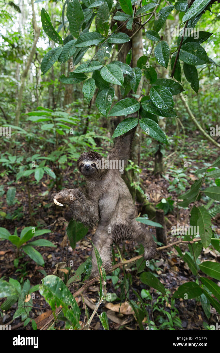 Un selvaggio marrone-throated sloth, Bradypus variegatus, atterraggio casual, Superiore Amazzonia, Loreto, Perù Foto Stock