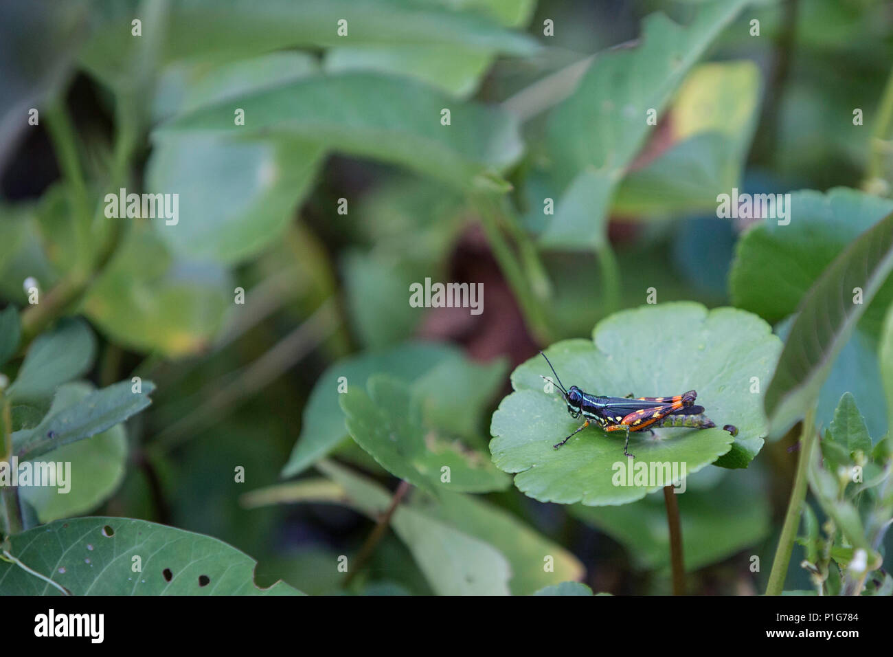 Grasshopper su waterplant, Superiore Amazzonia, Amazon National Park, Loreto, Perù Foto Stock