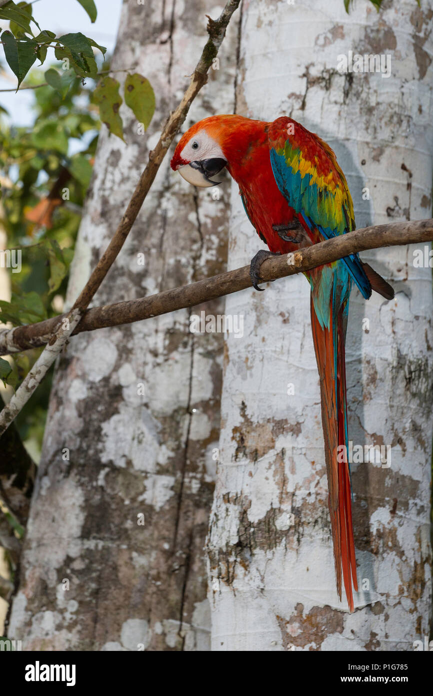 Adulto scarlett macaw, Ara macao, Amazon National Park, Loreto, Perù Foto Stock