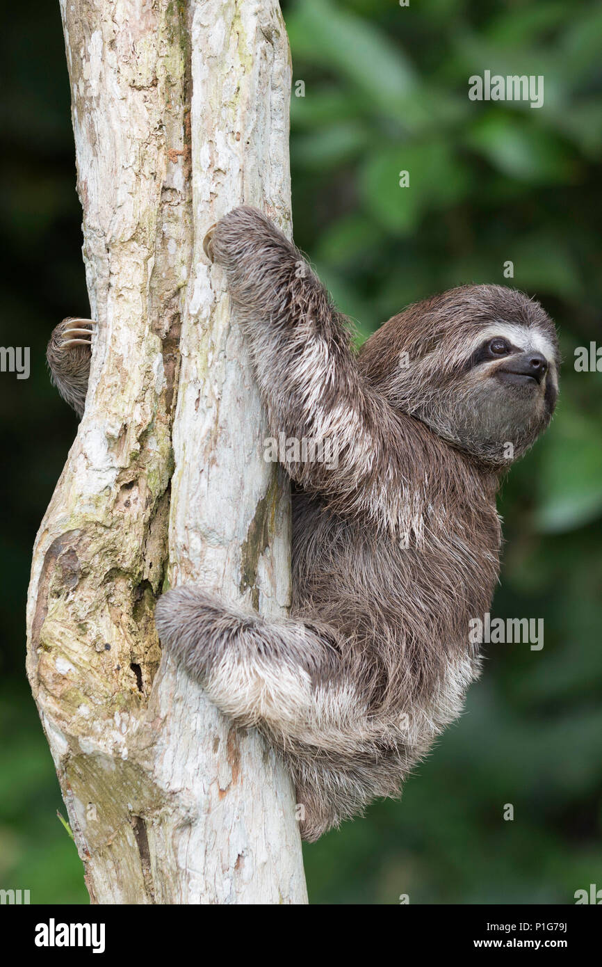 Un captive "pet" marrone-throated sloth, Bradypus variegatus, San Francisco Village, Loreto, Perù Foto Stock