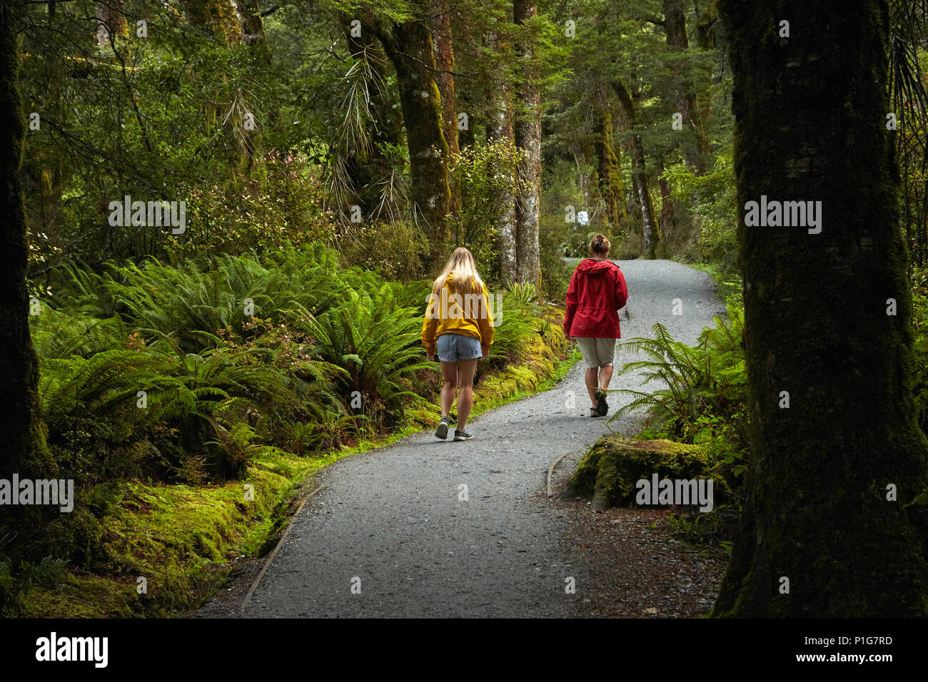 Via A Blu Piscine, montare gli aspiranti National Park, Haast Pass, vicino Makarora, Otago, Isola del Sud, Nuova Zelanda (modello rilasciato) Foto Stock