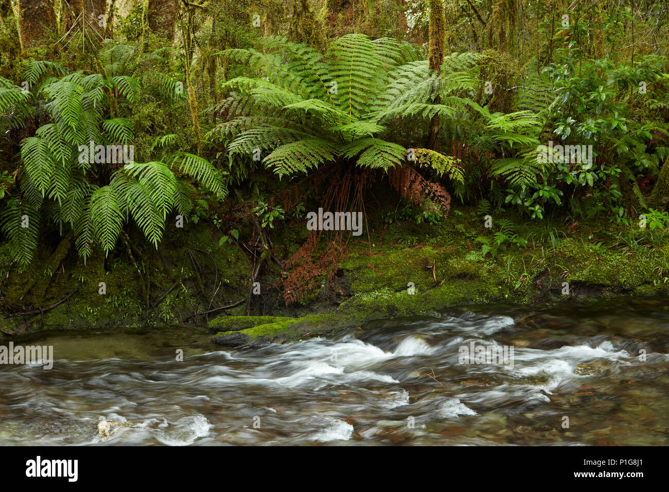 Muir Creek e la macchia nativa, piacevole appartamento, Haast Pass, Mt Aspiring National Park, West Coast, Isola del Sud, Nuova Zelanda Foto Stock