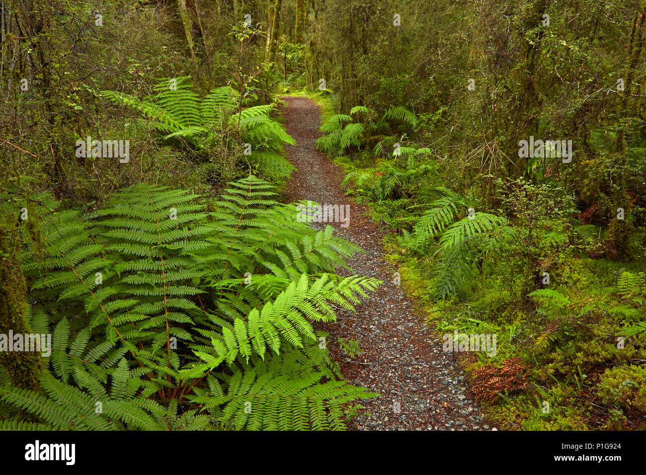 Bush a piedi, piacevole appartamento, Haast Pass, Mt Aspiring National Park, West Coast, Isola del Sud, Nuova Zelanda Foto Stock