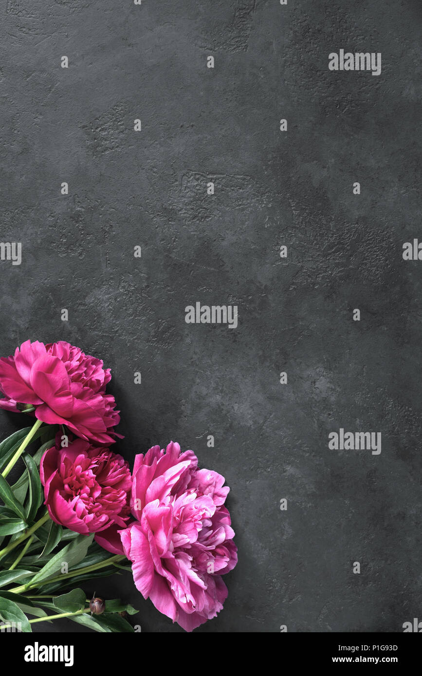 Bella peonie magenta sulla pietra scuro dello sfondo. Cornice floreale o sfondo floreale con copia spazio per il testo. Dono, vacanze, presente o scheda floreali Foto Stock