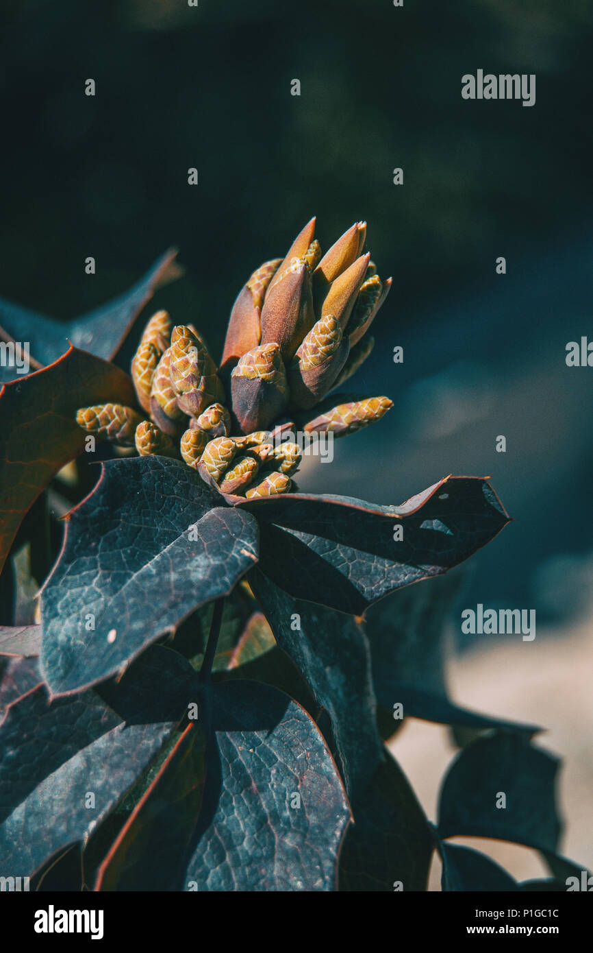 Le foglie e i fiori di berberis aquifolium nella natura Foto Stock