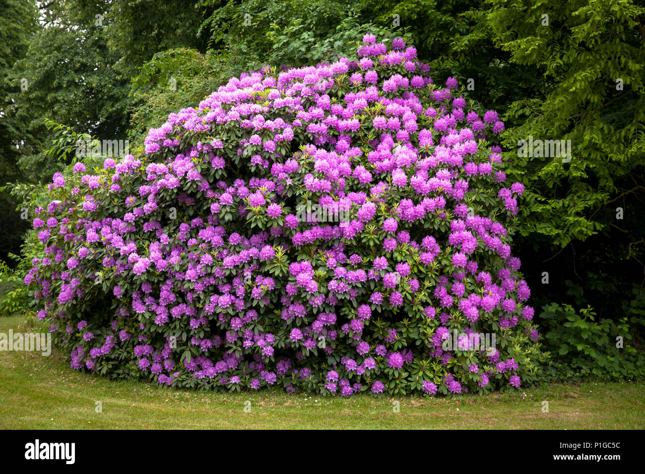Germania, rododendro in fiore davanti alla cappella del cimitero del Sud a Duesseldorf. Deutschland, bluehender Rhododendron vor der Kapelle un Foto Stock