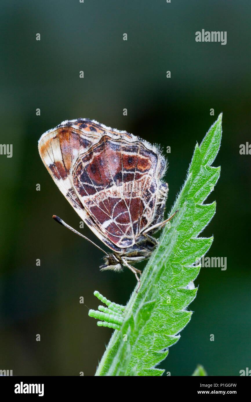 Schede paese Araschnia levana,la molla generazione, fine farfalle (Lepidoptera), famiglia farfalle preziosi (Famiglia Nymphalidae Nymphalinae vacillare) Foto Stock