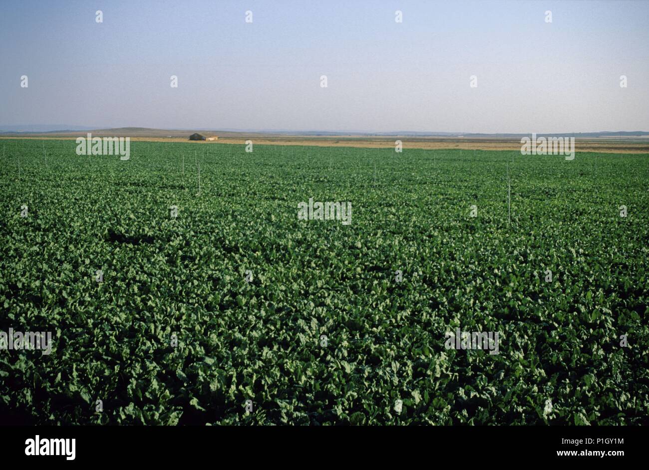 Spagna - Castiglia - La Mancha - Albacete. Barrax, paisaje agrícola, cultivos de regadío. Foto Stock