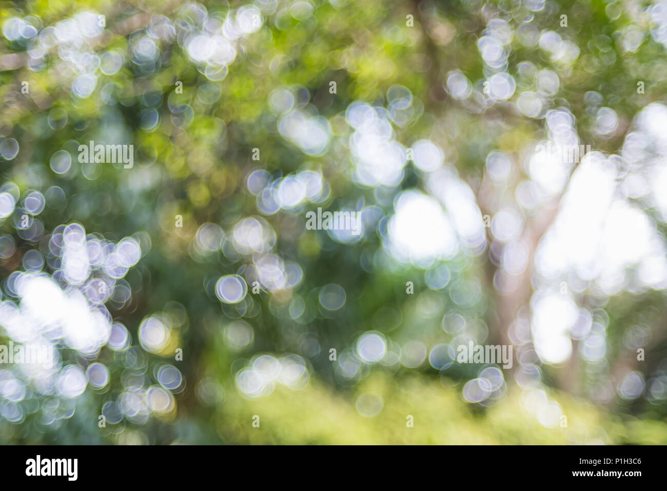Natura di sfocatura sullo sfondo di un albero nel parco con bokeh light.sfondo naturale Foto Stock