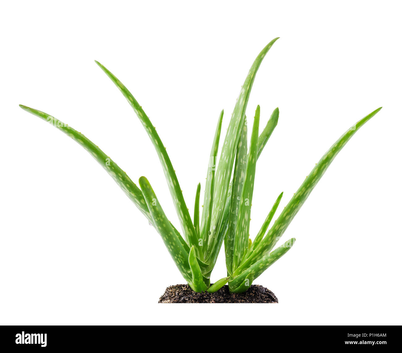 Aloe vera pianta succulenta con terreno isolato su sfondo bianco Foto Stock