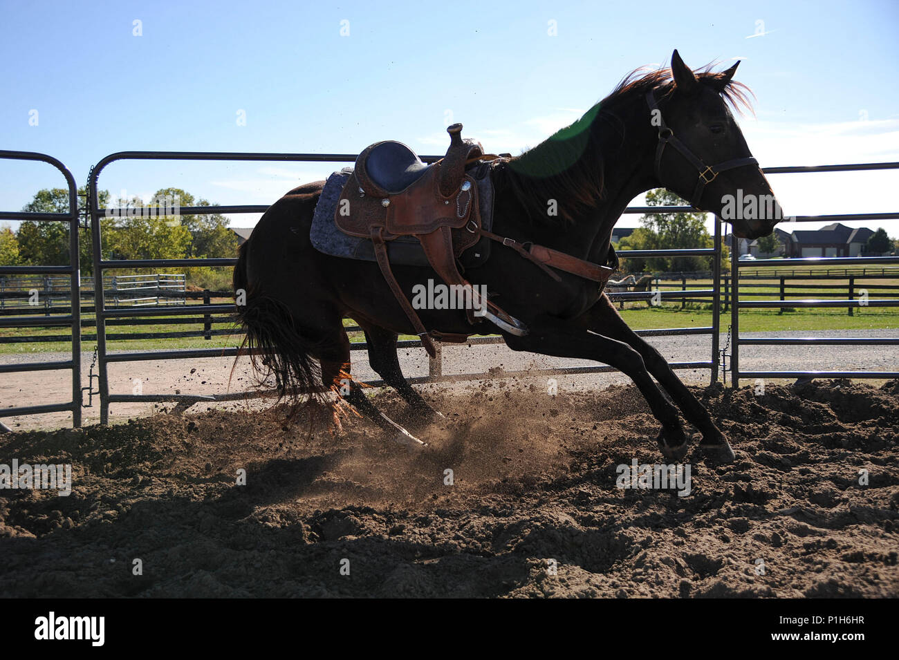 Tiz, un bambino di 4 anni fuori-pista throughbred, cambia le direzioni su comando dal suo proprietario, Airman 1. Classe Lauren Nolan, XXII disponibilità logistica squadrone di gestione dei materiali, artigiano, Ott. 13, 2016 a Wichita, Kan. Nolan porta aviatori fuori a visitare con i cavalli, nella speranza di aiutare gli aviatori diminuire lo stress e costruire la resilienza. (U.S. Air Force photo/ Airman 1. Classe Jenna K. Caldwell) Foto Stock