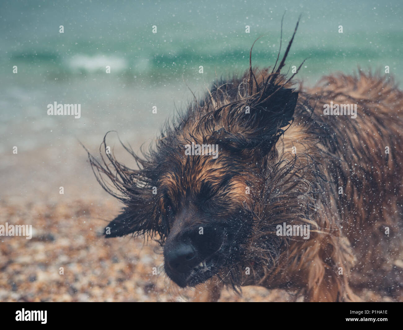 Un gigantesco Leonberger cane è in spiaggia agitando per asciugare stesso off dopo una nuotata Foto Stock