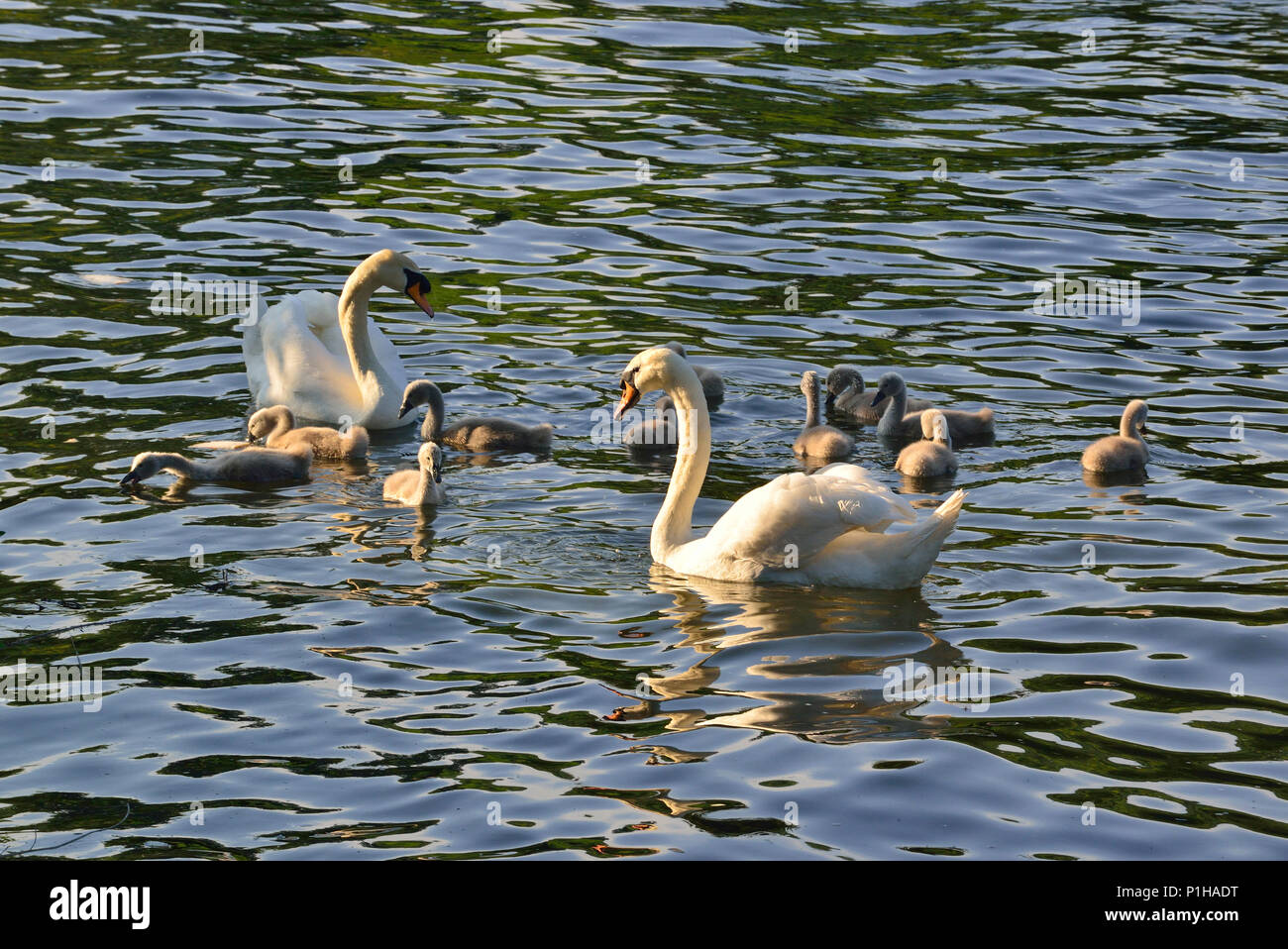 Cigni e i loro giovani cigni sul fiume vicino a Goring Lock sul Tamigi, Oxfordshire, Inghilterra, Regno Unito Foto Stock