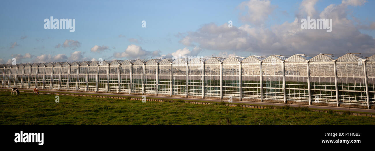 Facciata di un bicchiere grande di serra o vivaio hothouse vista panoramica Foto Stock