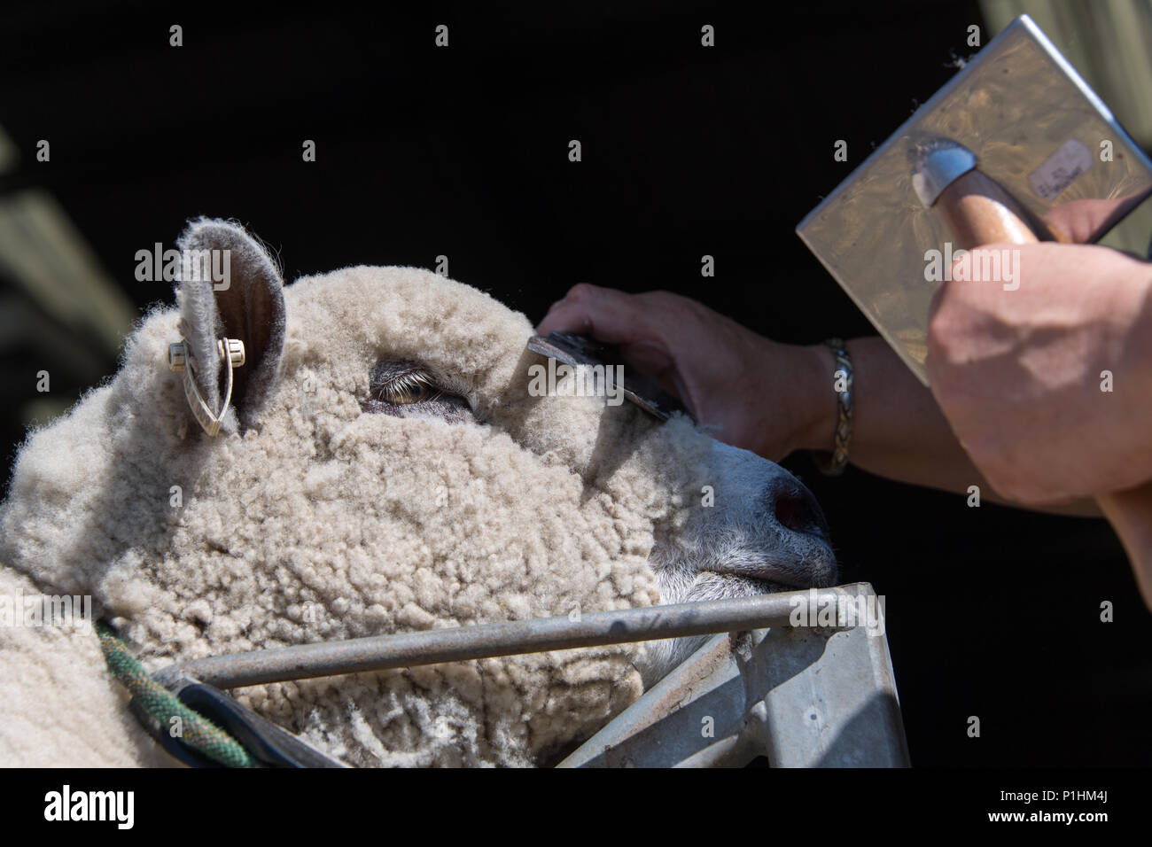 Fresatura di pascere le pecore di spettacolo presso il Royal Welsh Show Foto Stock