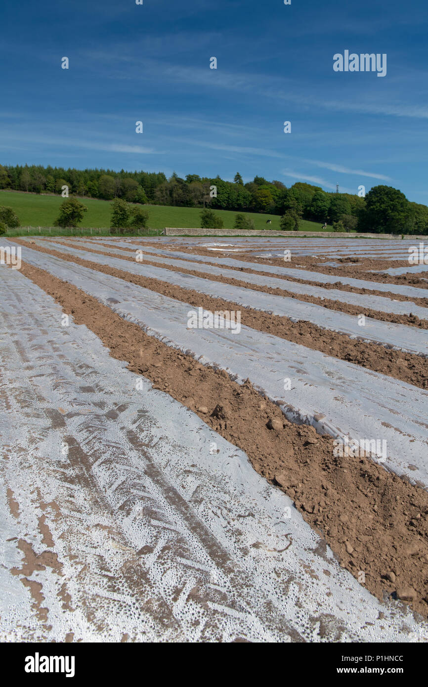 Nuovo impianto di campo di mais sotto bio-degradeable teloni di plastica per aiutare aiuto ggrowth precoce. Cumbria, Regno Unito. Foto Stock