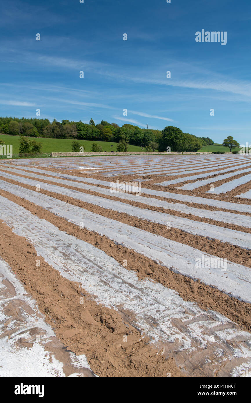 Nuovo impianto di campo di mais sotto bio-degradeable teloni di plastica per aiutare aiuto ggrowth precoce. Cumbria, Regno Unito. Foto Stock