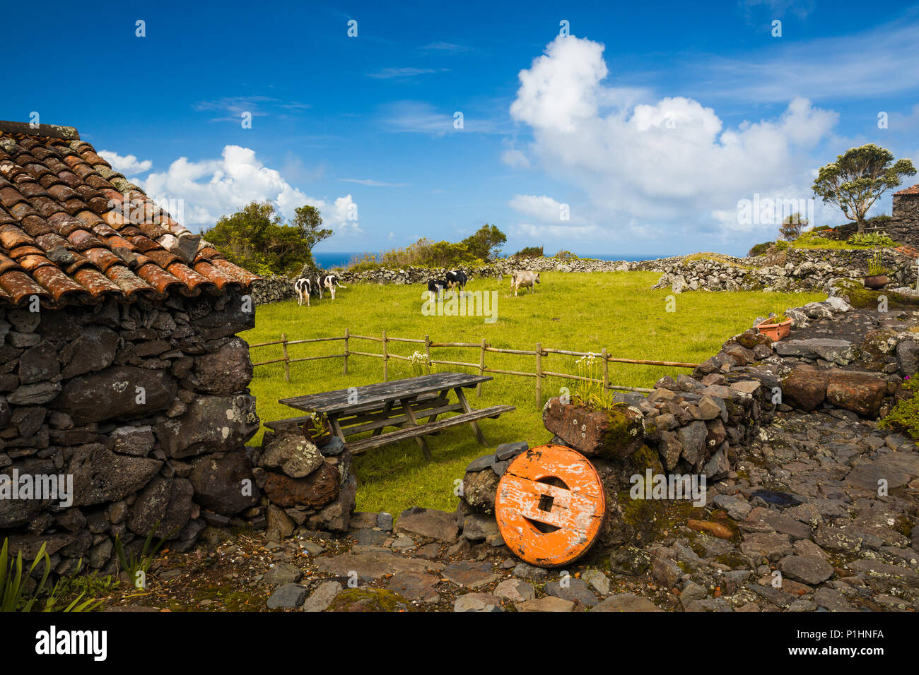 Tipica casa rurale delle Azzorre - Portogallo con mucche sullo sfondo Foto Stock
