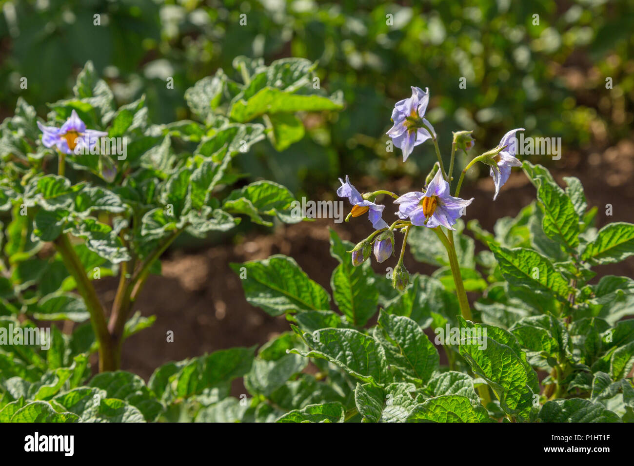 Viola fiori di patate Foto Stock