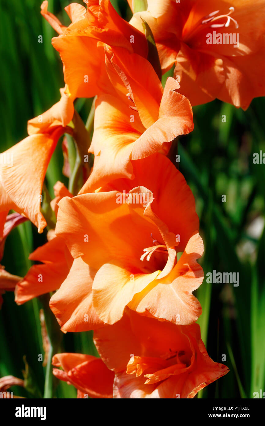 Giardino con fioriture orange gladiolus fiori. Sfondo verde Foto Stock