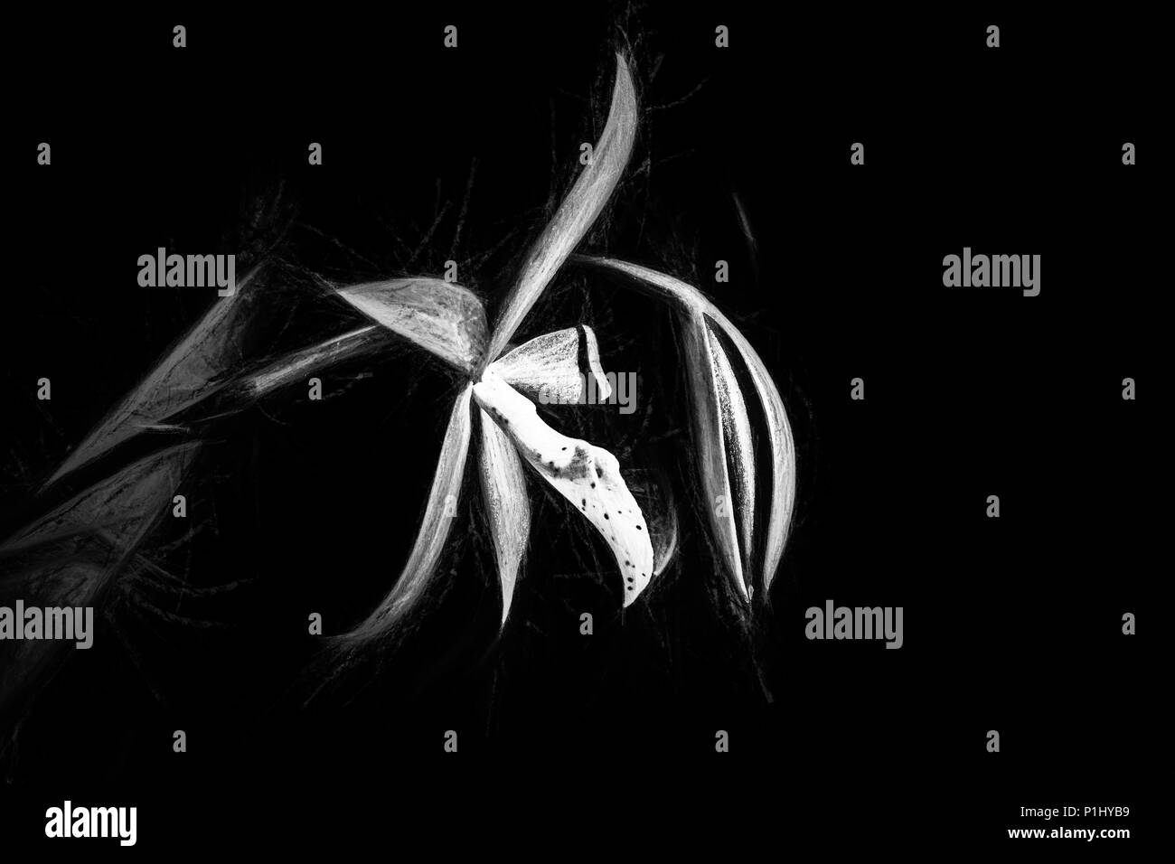 Procatavola golden peacock orchid. Foto Stock