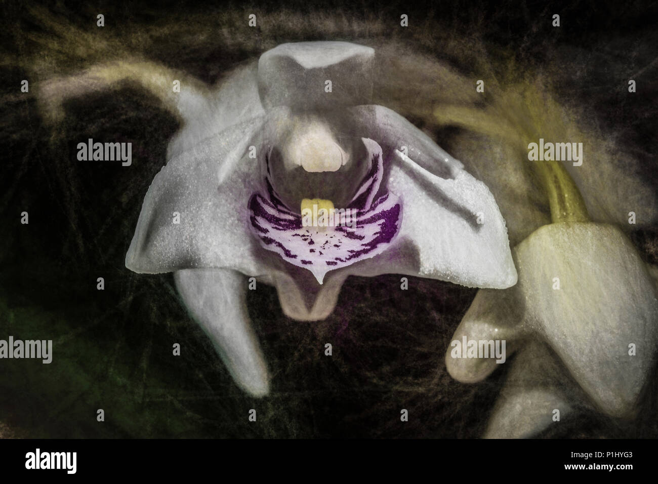 Orchidea. Foto Stock