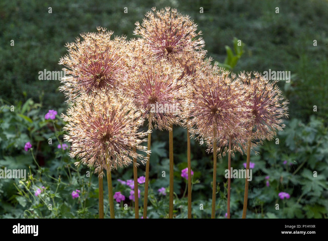 La maturazione seedheads Allium Globemaster Foto Stock