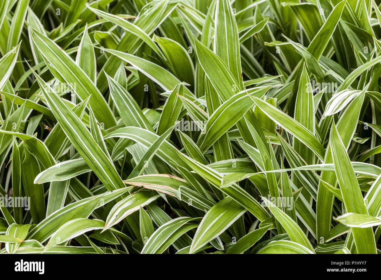 Foglie nuove Carex siderosticta ' variegata ' foglie fresche, erba, giardino, cover, spugnola Foto Stock
