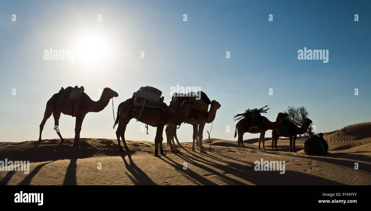Silhouette di una carovana di cammelli in dune di sabbia - il sud della Tunisia Foto Stock