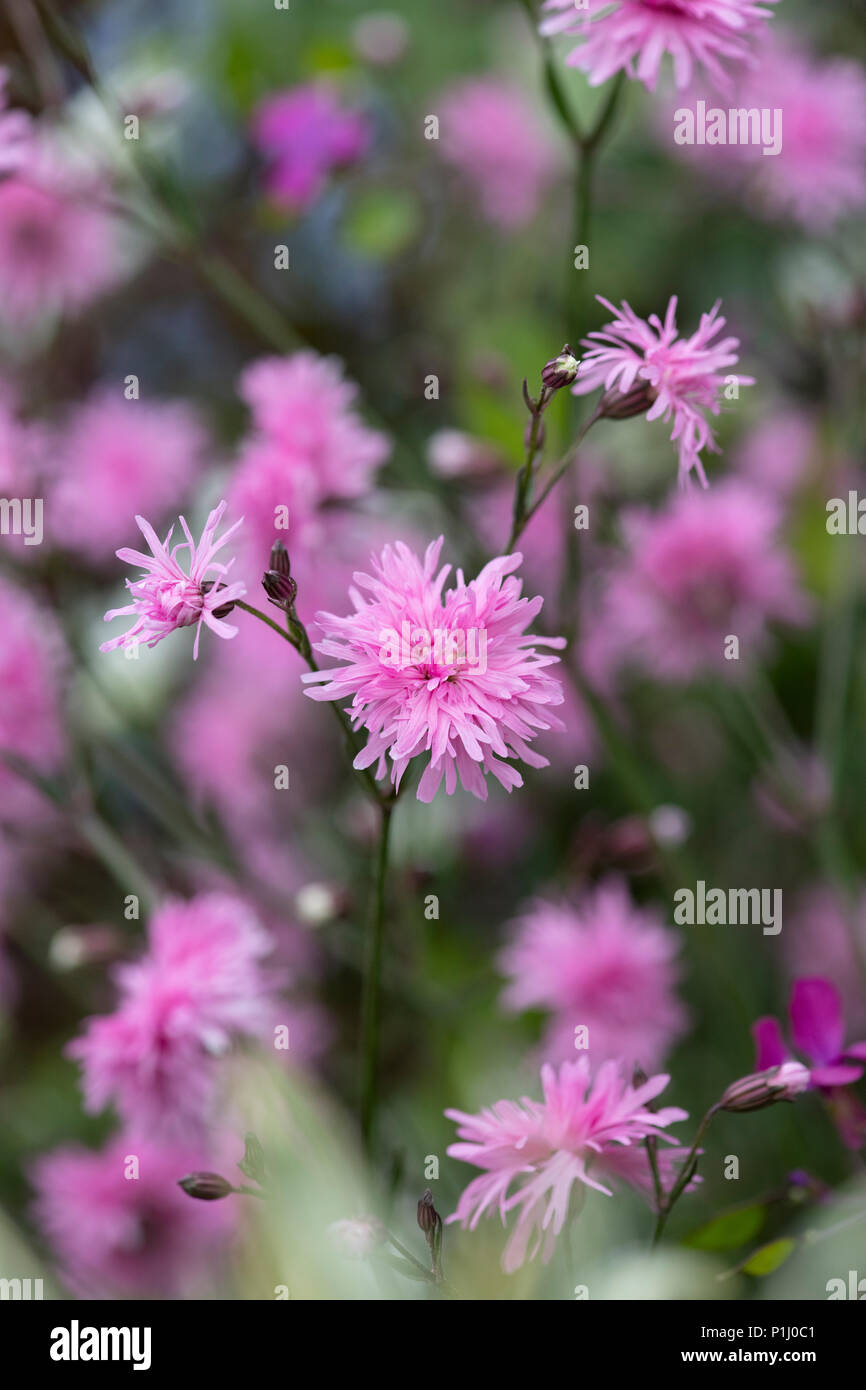 Lychnis flos-cuculi 'Petite Jenny'. Ragged Robin 'Petite Jenny' fiori Foto Stock
