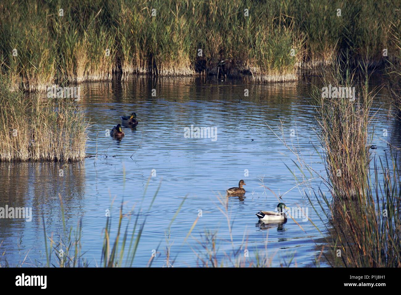 Spagna - Catalogna - Montsià (distretto) - Tarragona. Delta del Ebro; patos en 'L' Encanyissada'. Foto Stock