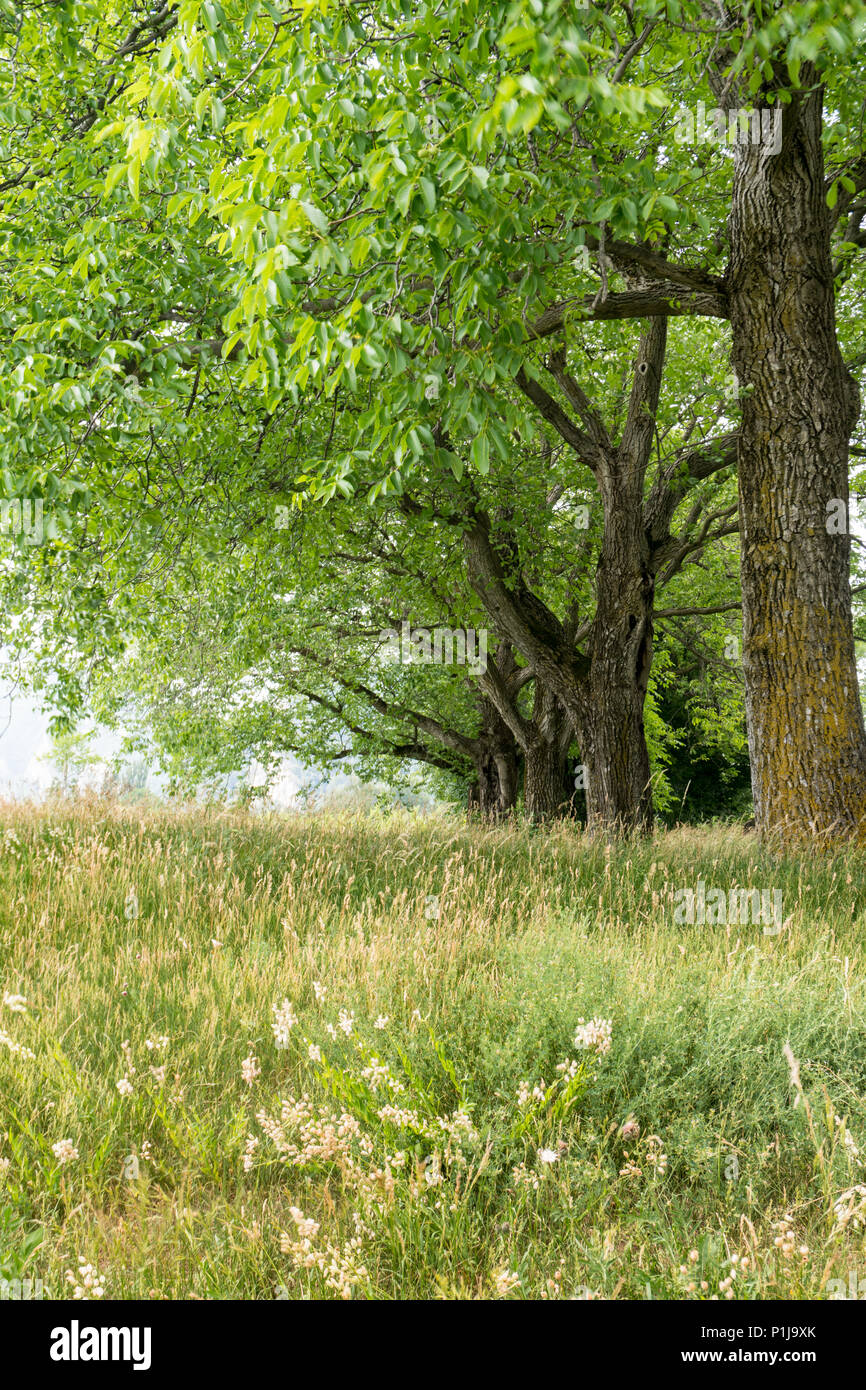 Il prato estivo e la fila di vecchi alberi di quercia Foto Stock