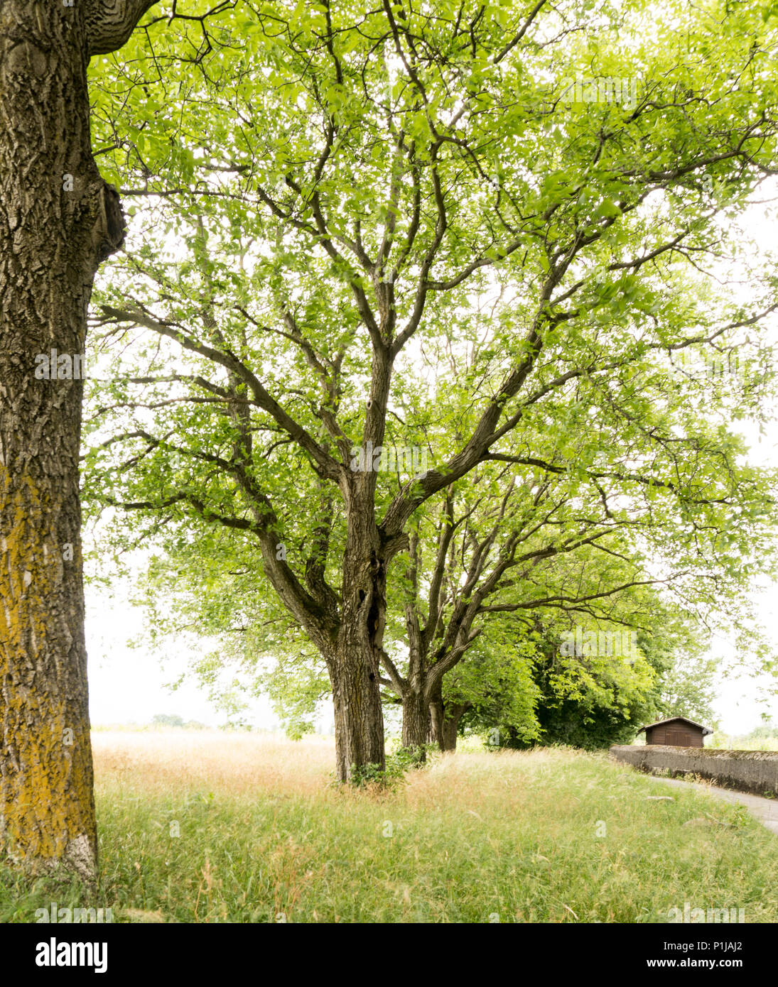 Il prato estivo e la fila di vecchi alberi di quercia Foto Stock