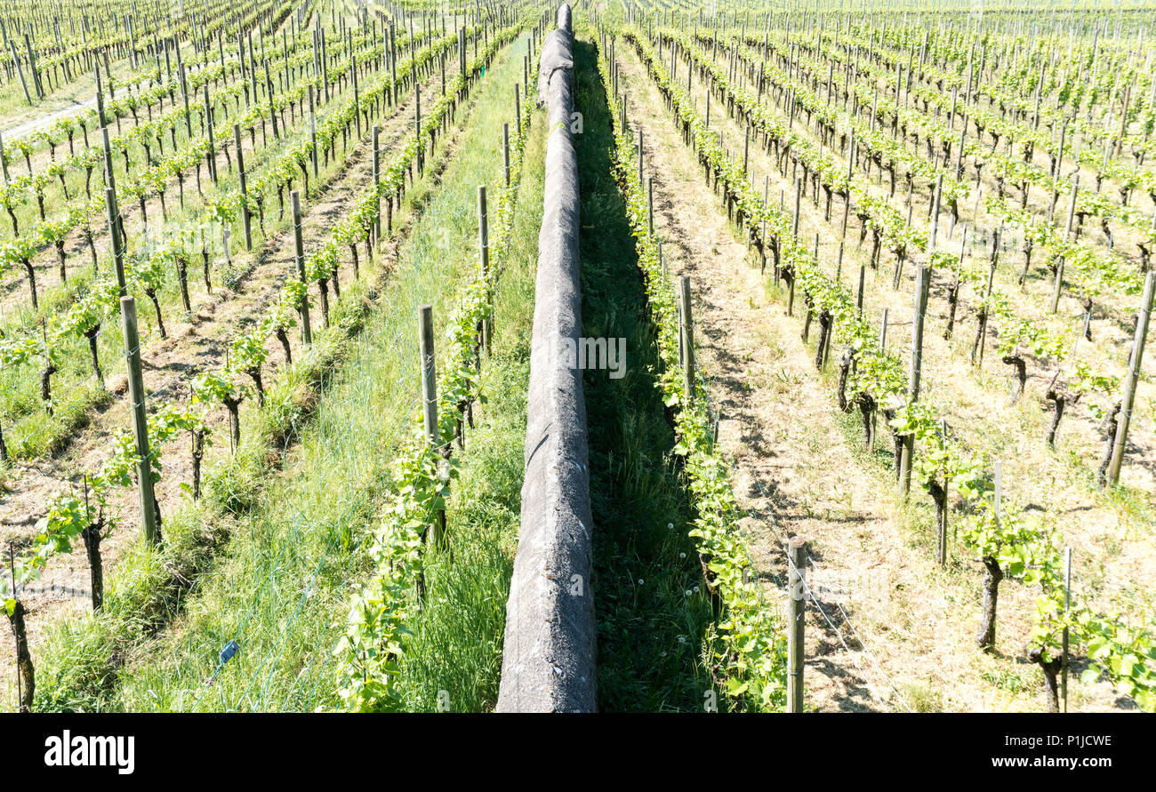 Due vigneti con infiniti filari di viti separate da una lunga parete di roccia Foto Stock